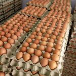 Subsidi Dan Kawalan Harga Telur Ayam Ditamatkan Bermula Esok