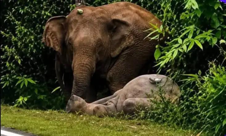Tragedi Pilu Berulang: Ibu Gajah Enggan Tinggalkan Anak Yang Maut Dirempuh